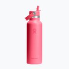Termo gertuvė Hydro Flask Standard Flex 621 ml popstar pink
