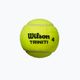 Wilson Triniti TBall teniso kamuoliukai 3 vnt. geltoni WRT125200+ 3