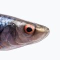 Savage Gear LB 4D Herring Shad guminis masalas tarakonams 63663 2