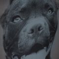 Pitbull West Coast vyriška kuprinė Pitbull Ir 28 l black/grey 12