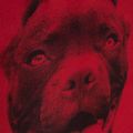 Pitbull West Coast vyriška kuprinė Pitbull Ir 28 l black/red 13