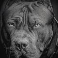 Vyriški Pitbull West Coast Born In 1989 Crewneck džemperiai black 6