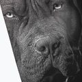 Pitbull West Coast vyriškos tamprės Gimę 1989 m., juodos spalvos 3