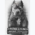 Vyriški marškinėliai Pitbull West Coast Mugshot 2 white 8