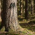 Žygio lazdos KADVA Torre adjustable carbon green 9