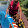 Šuns saugos liemenė Cressi Dog Life Jacket black/yellow 8