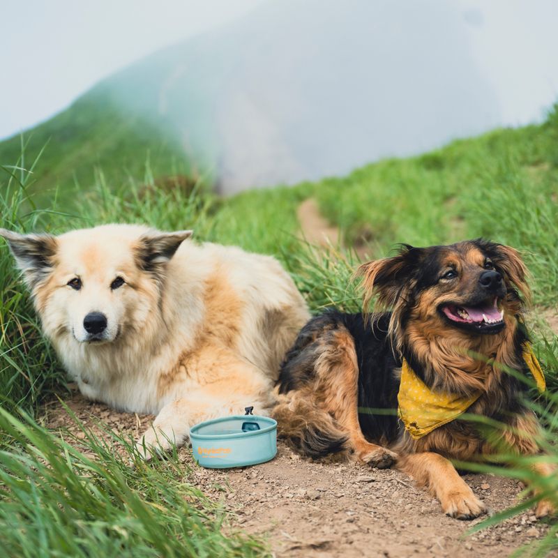 Šuns dubenėlis HydraPak Rover sutro green 7