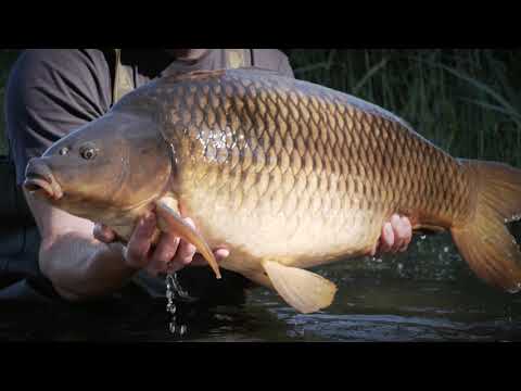 Sportex Purista Carp XTF karpinė meškerė juoda 130275